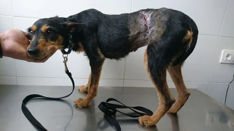 A día de hoy, en ACUNR disponen todavía 27 animales de la recogida de Arganda del Rey bajo su tutela esperando una familia