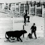 Instante en que el toro detiene su embestida debido a los electrodos instalados en su cabeza