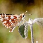 Descubren la primera especie de mariposa nueva en Europa desde 1993