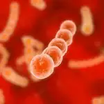 La bacteria E. Faecalis engaña a los glóbulos blancos al modificar su superficie celular