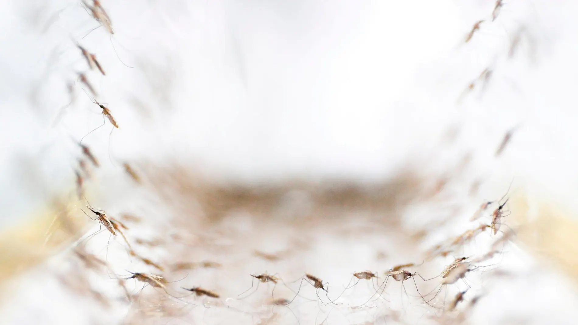 Mosquitos responsables de la malaria, aislados en un laboratorio el pasado mes de noviembre / Reuters