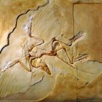 Restos hallados en 2014 del Archaeopteryx