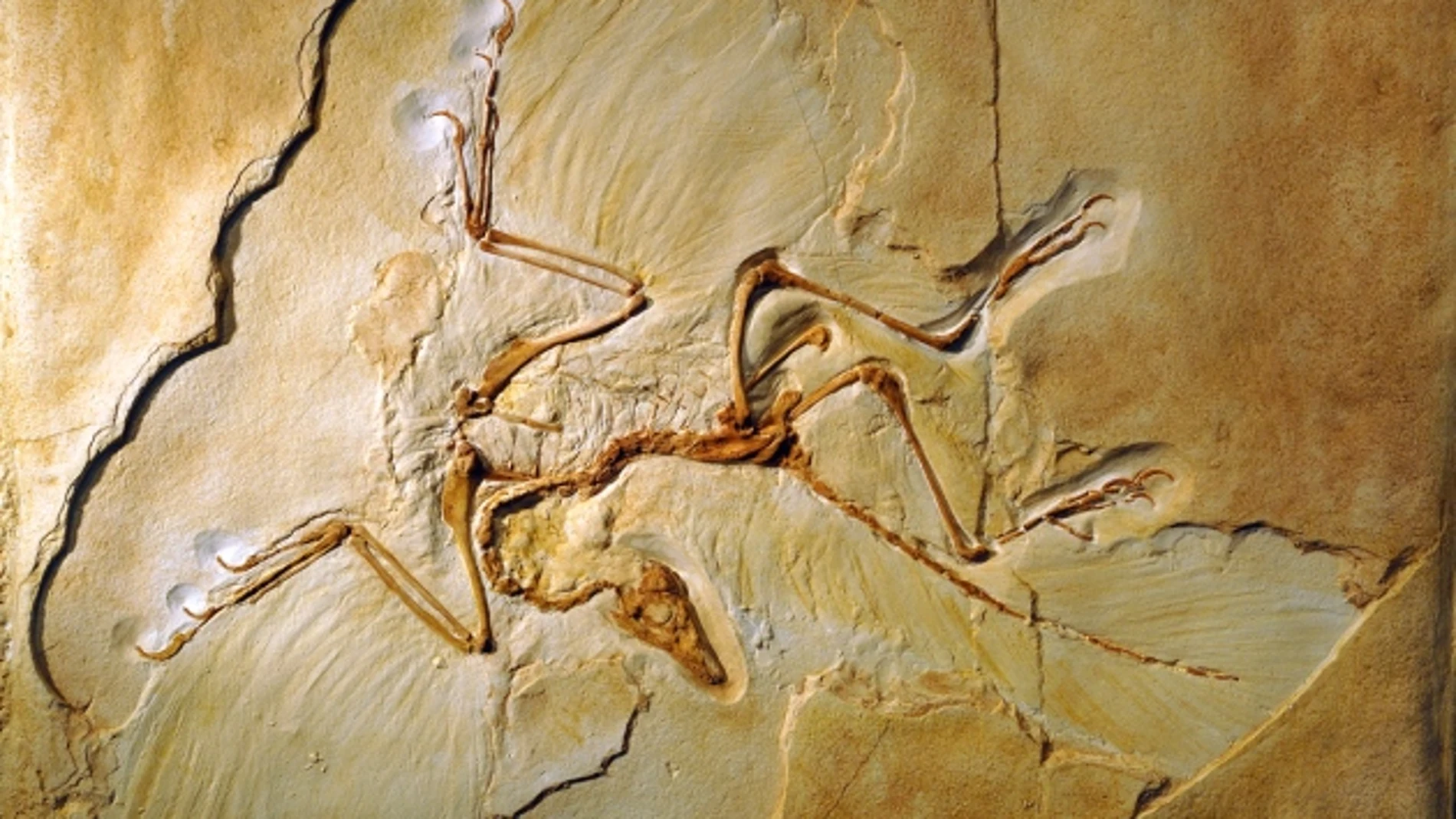 Restos hallados en 2014 del Archaeopteryx