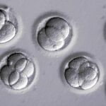 Un grupo de científicos ha conseguido borrar una enfermedad genética en embriones humanos