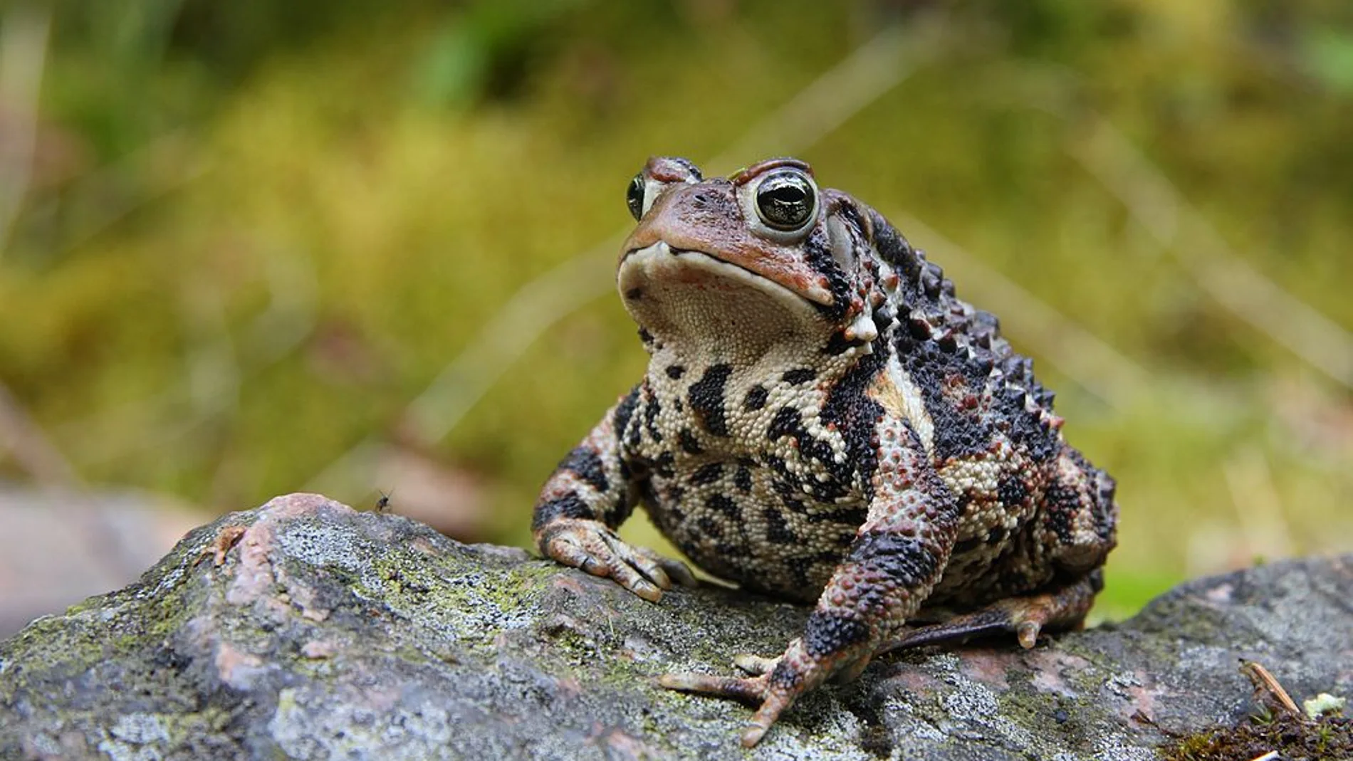 Un ejemplar de sapo americano