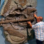 El paleontólogo Fernando Navas mientras muestra el esqueleto del plesiosaurio de 65 millones de años, en el Museo Argentino de Ciencias Naturales, en Buenos Aires (Argentina) / Efe