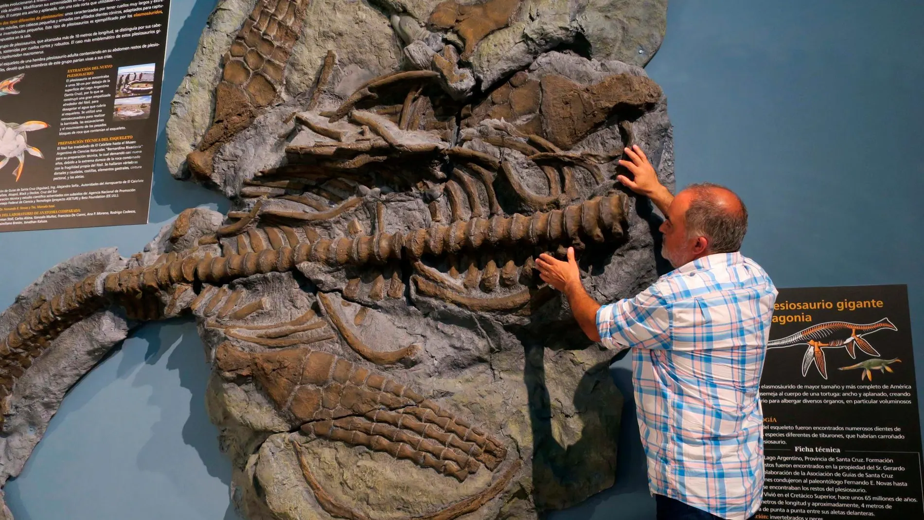 El paleontólogo Fernando Navas mientras muestra el esqueleto del plesiosaurio de 65 millones de años, en el Museo Argentino de Ciencias Naturales, en Buenos Aires (Argentina) / Efe