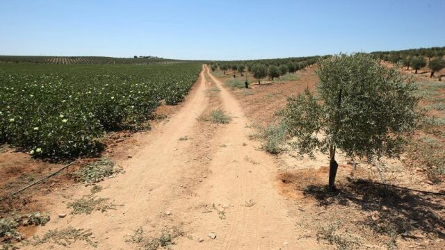 La Comunitat Valenciana cuenta con 95.000 hectáreas de olivos, sobre todo en la provincia de Castellón