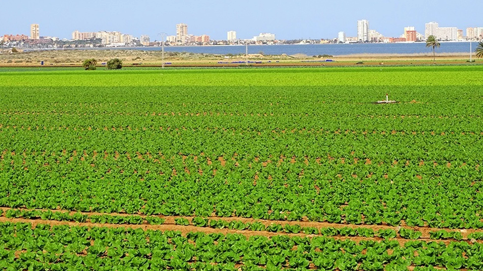 Los agricultores ven “inasumibles” las restricciones de la CHS en el Campo de Cartagena