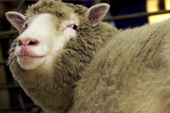 Barcelona se despide de las ovejas antiincendios
