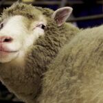 Barcelona se despide de las ovejas antiincendios