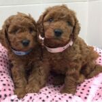 Un perro y su doble "creado"en Sooam BRF