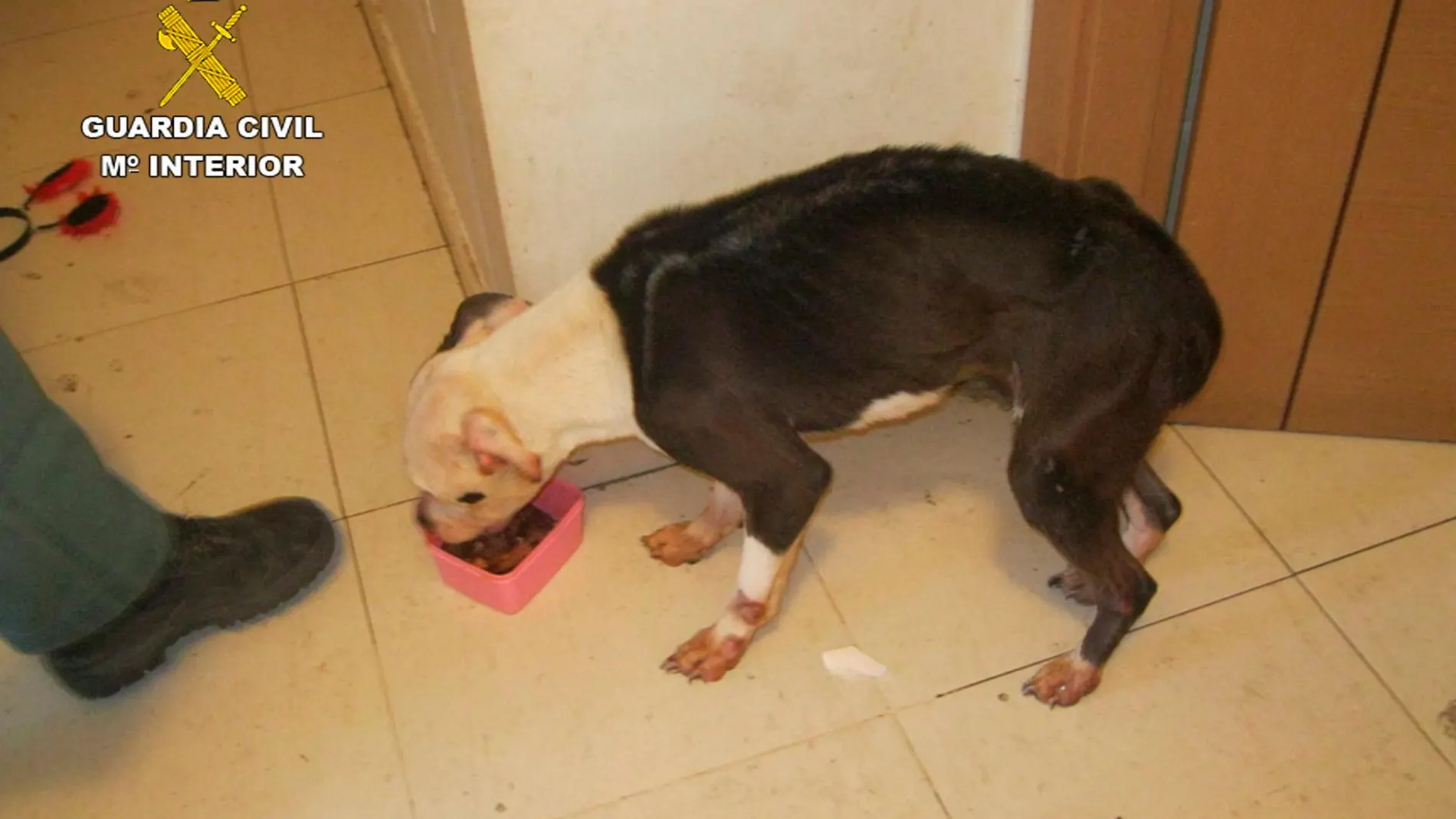 Estado en el que se encontró a una perra en un domicilio de Alhama de Murcia, presentando claros síntomas de desnutrición y falta de higiene y cuidado