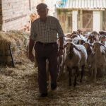 Un pastor de la provincia de Palencia con su rebaño de ovejas
