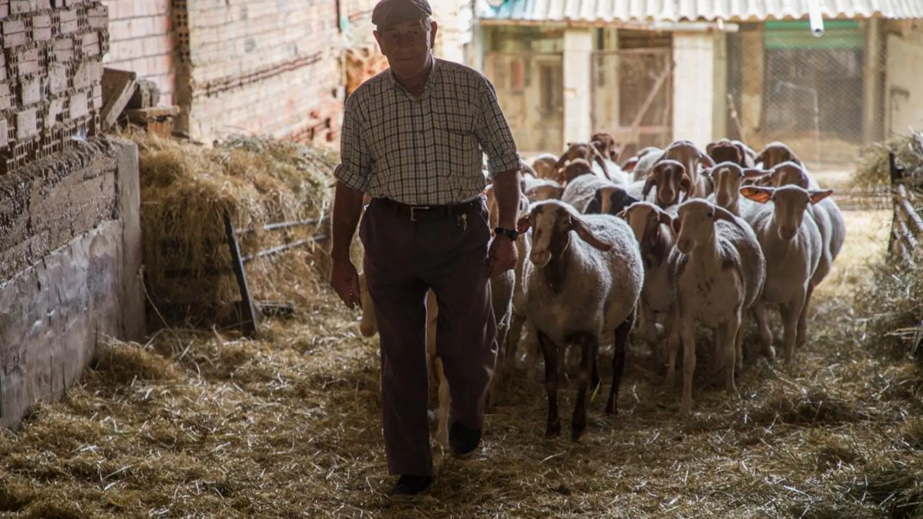Un pastor de la provincia de Palencia con su rebaño de ovejas