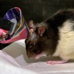 Una rata de laboratorio, en una imagen de archivo