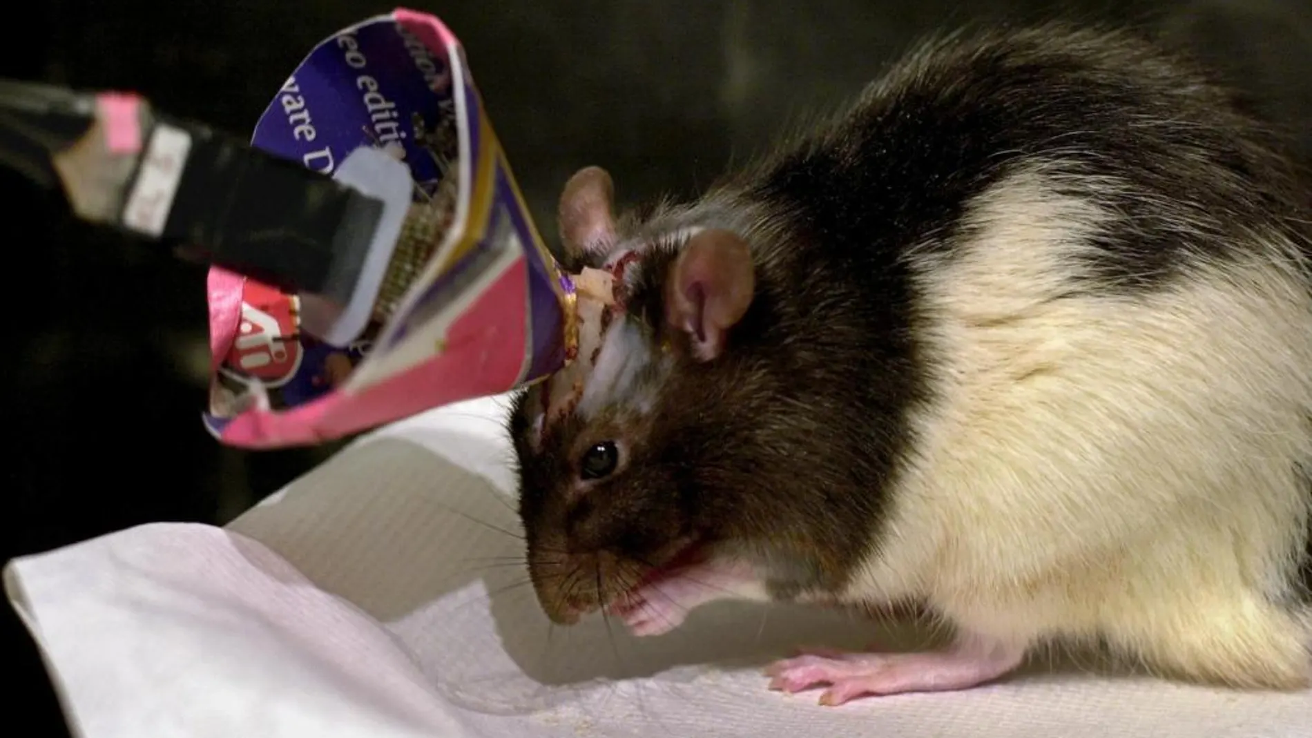 Una rata de laboratorio, en una imagen de archivo