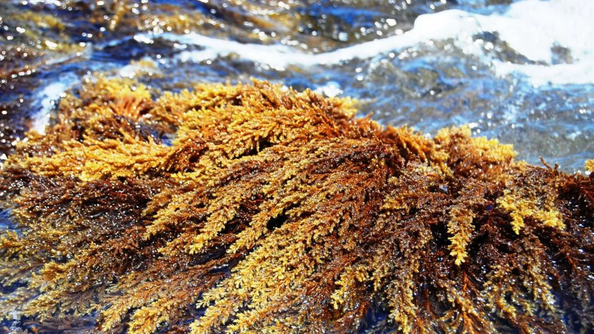 El alga Cystoseira mediterranea, una de las más afectadas