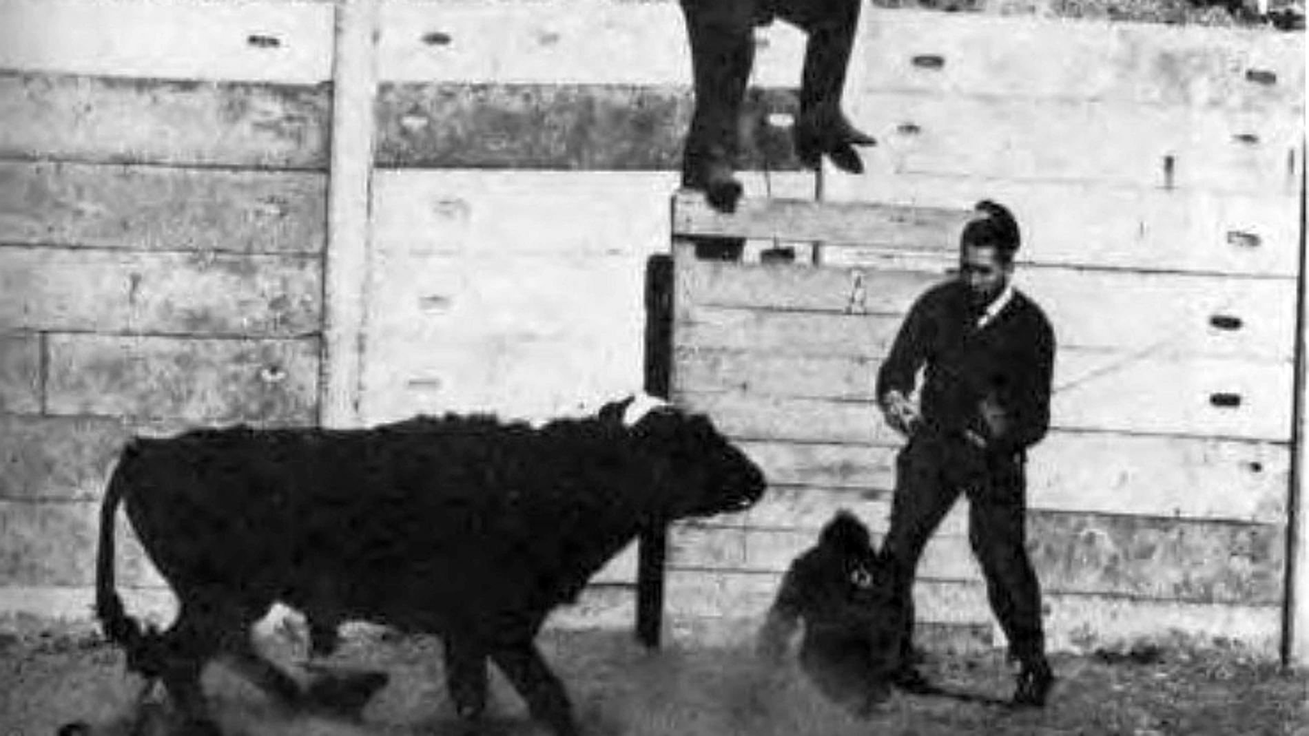 Delgado detiene la embestida del toro en su célebre experimento de 1963