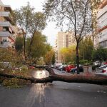 Uno de los árboles caídos durante una tormenta en agosto de 2015 en Aluche. Latina es el distrito con más volumen de avisos en relación a ejemplares en mal estado