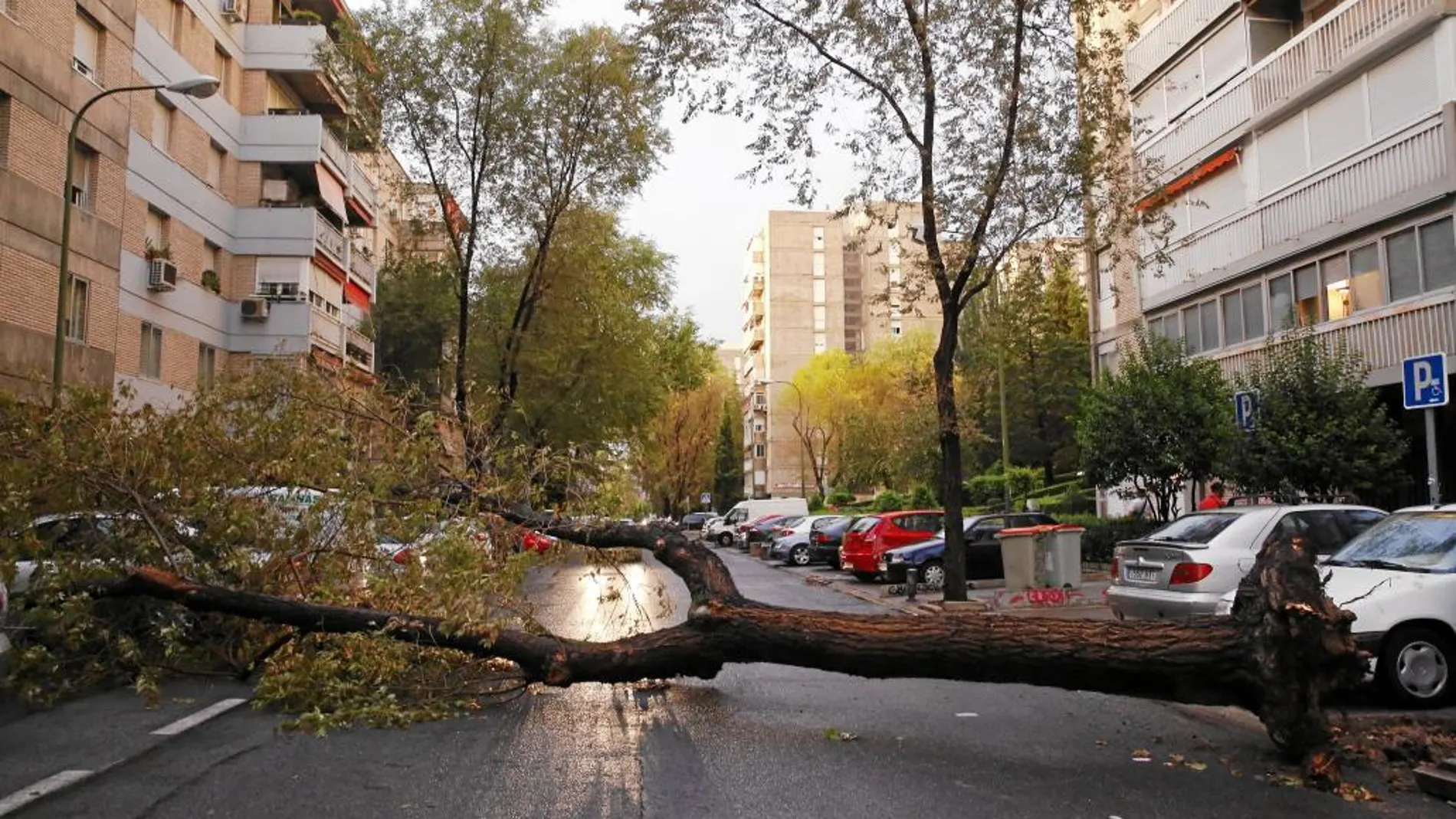 Uno de los árboles caídos durante una tormenta en agosto de 2015 en Aluche. Latina es el distrito con más volumen de avisos en relación a ejemplares en mal estado