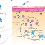 Esquema del funcionamiento de los nanodiscos contra el tumor