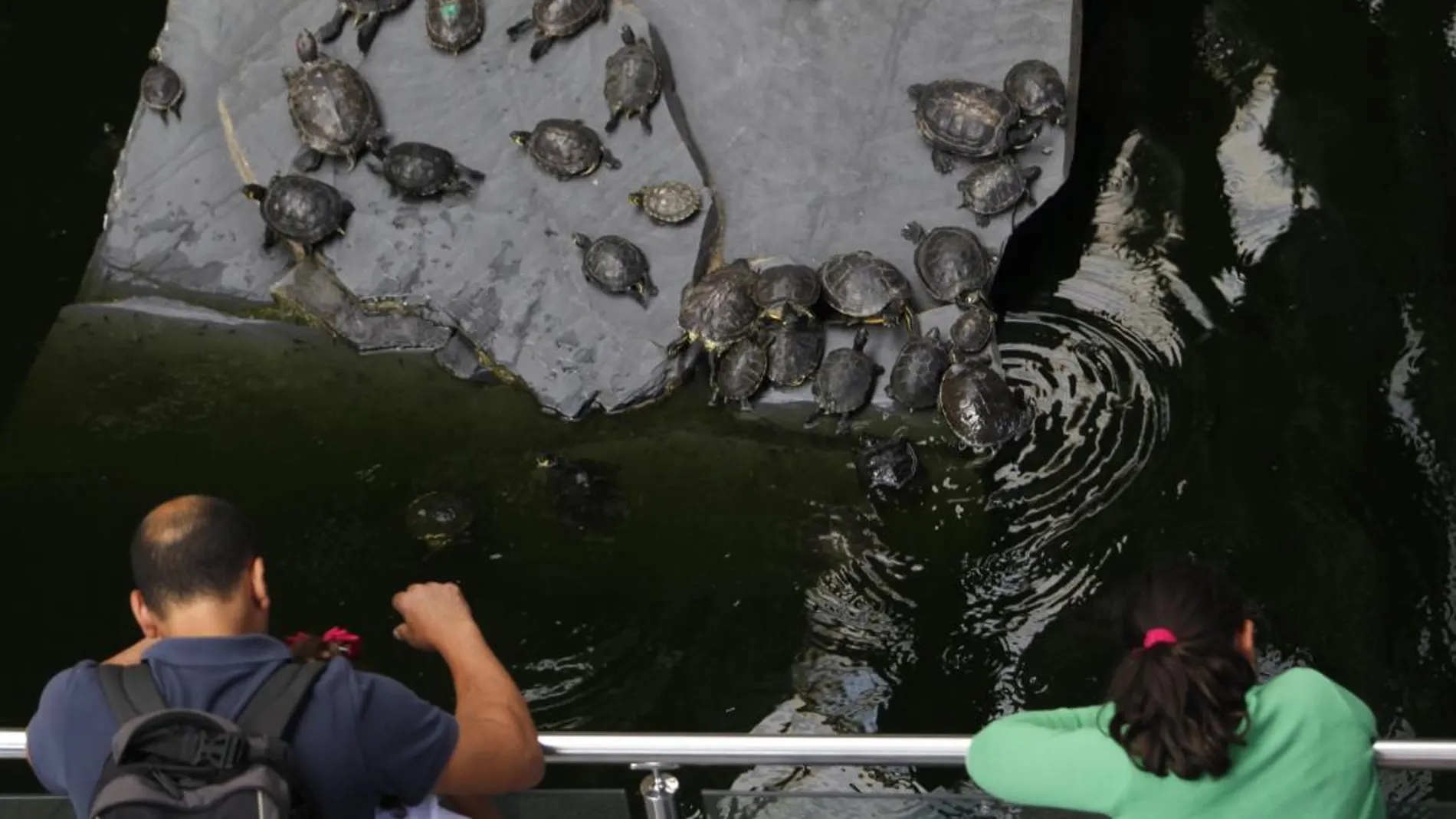 Las tortugas, abandonadas por sus propietarios en el estanque, pertenecen en su mayoría a especies catalogadas como exóticas e invasoras