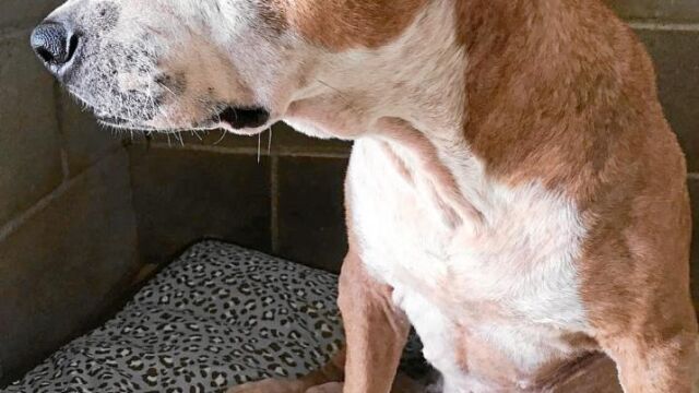 La perra Rita se recupera en una protectora a la espera de encontrar un hogar