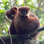 Los padres lémures de vientre rojo participan tanto como las madres en la crianza. / Pierre Lahitsara