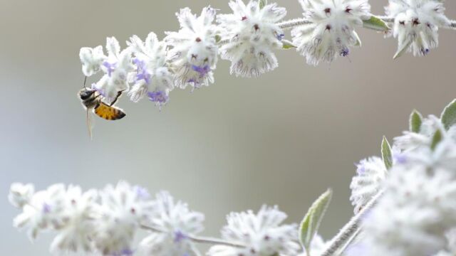 Fotografía de archivo fechada el 27 de enero de 2018 que muestra una abeja en el municipio de Zapopan, en el estado de Jalisco (México) / Efe