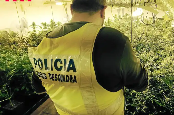 Así se ha convertido Cataluña en el centro de la marihuana en Europa