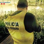 Cada vez son más frecuentes los golpes al cultivo de marihuana en Cataluña, especialmente en los últimos años