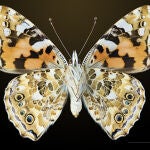 La mariposa ‘Vanesa cardui’ / Wikipedia
