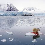 Un oso polar, poco después de atrapar una pieza. La imagen fue el segundo premio de Naturaleza, categoría individual, de la World Press Photo y realizada por el noruego Pal Hermansen para la Orion Forlag/Getty Images.