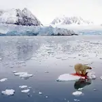 Un oso polar, poco después de atrapar una pieza. La imagen fue el segundo premio de Naturaleza, categoría individual, de la World Press Photo y realizada por el noruego Pal Hermansen para la Orion Forlag/Getty Images.