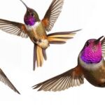 Las especies de colibrí de diferentes tamaños y formas tienen distintas capacidades de maniobra