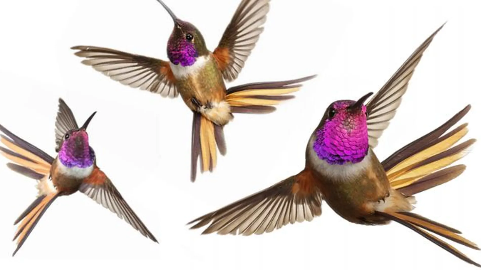 Las especies de colibrí de diferentes tamaños y formas tienen distintas capacidades de maniobra