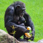 Un libro observa los roles de género en los primates más próximos a nosotros