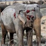 Circos Reunidos no descarta el sabotaje en el accidente en el que murió un elefante