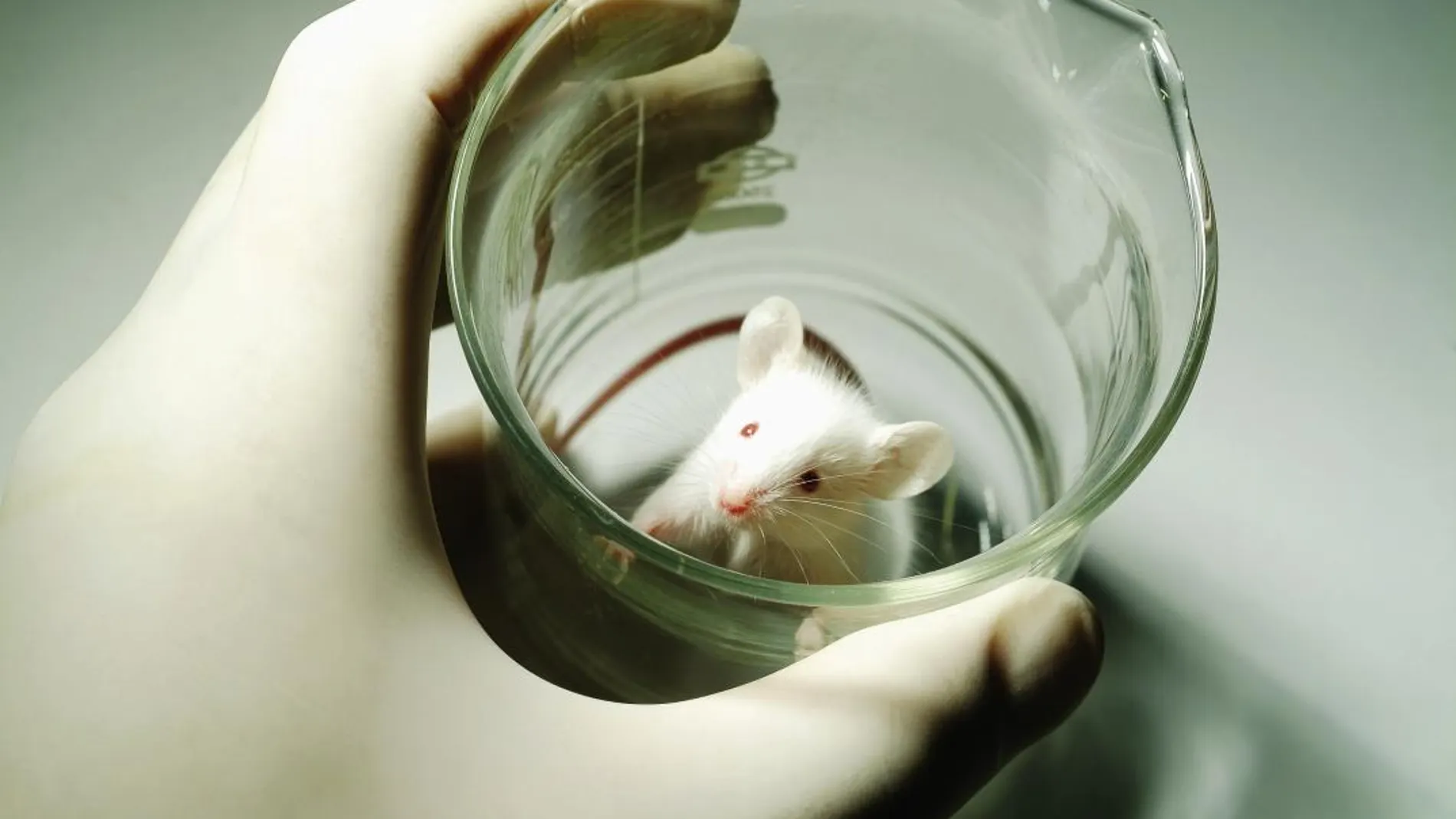 Imagen de archivo de un roedor de laboratorio