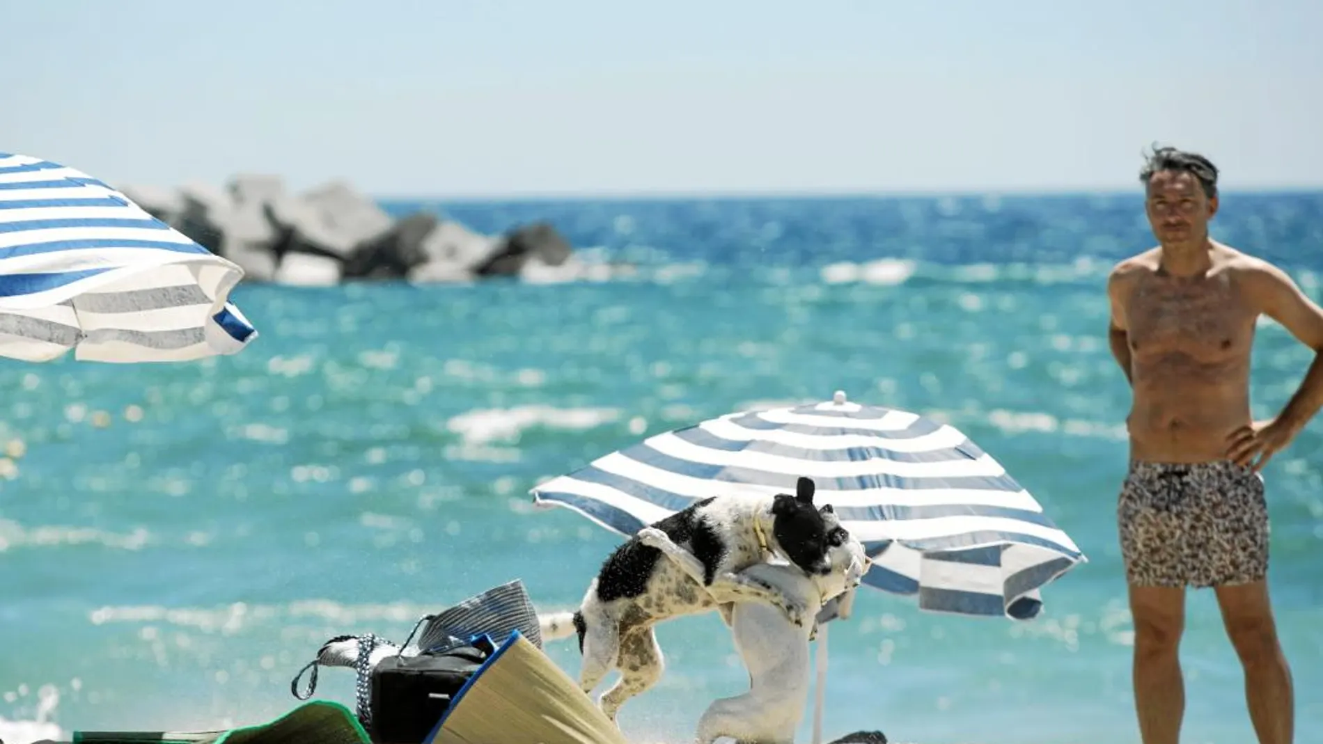 Dos perros se revuelcan en la arena de la playa de Barcelona. Foto: Shooting
