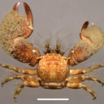 Macho de Pachycheles tuerkayi, nueva especie de cangrejo porcelana hallada en Santa Marta (Colombia). / Alexandra Hiller
