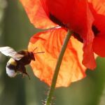 Una abeja fotografiada el pasado verano en un campo de flores de Alemania