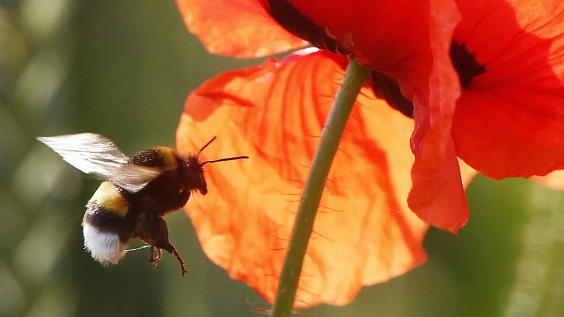 Una abeja fotografiada el pasado verano en un campo de flores de Alemania