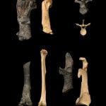 Comparativa de los huesos del pingüino Kuminamu biceae (oscuros),que alcanzaba los 1,65 metros de altura y vivió en Nueva Zelanda hace 55 millones de años, y huesos del pingüino emperador (pálido), el de más tamaño en la actualidad con 1,22 metros