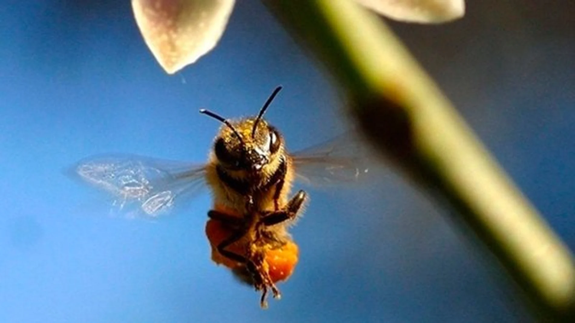 La UE prohíbe el uso de tres pesticidas dañinos para las abejas