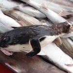 Un pingüino de ojo amarillo muerto al quedar atrapado en las redes de pesca