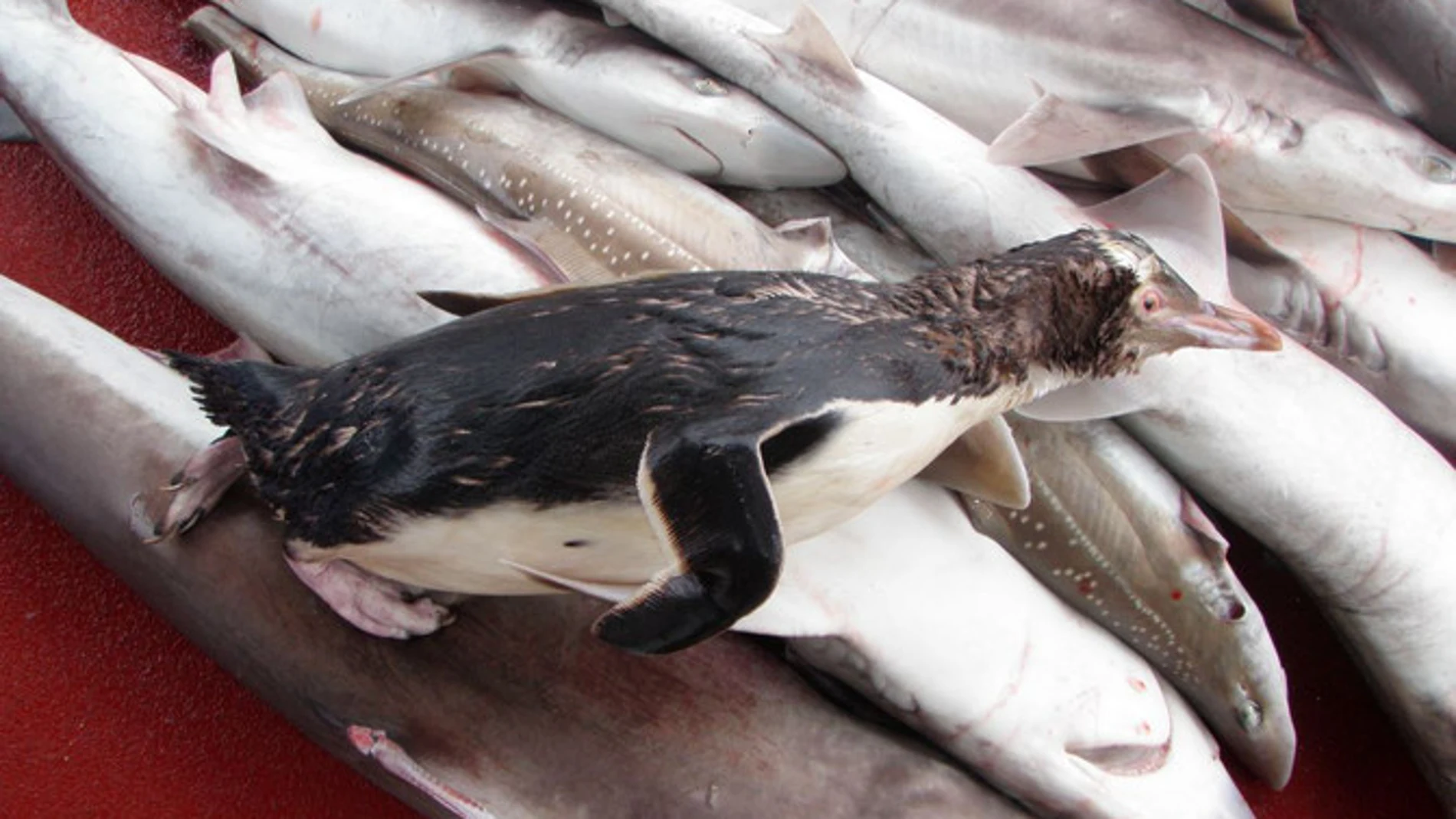 Un pingüino de ojo amarillo muerto al quedar atrapado en las redes de pesca