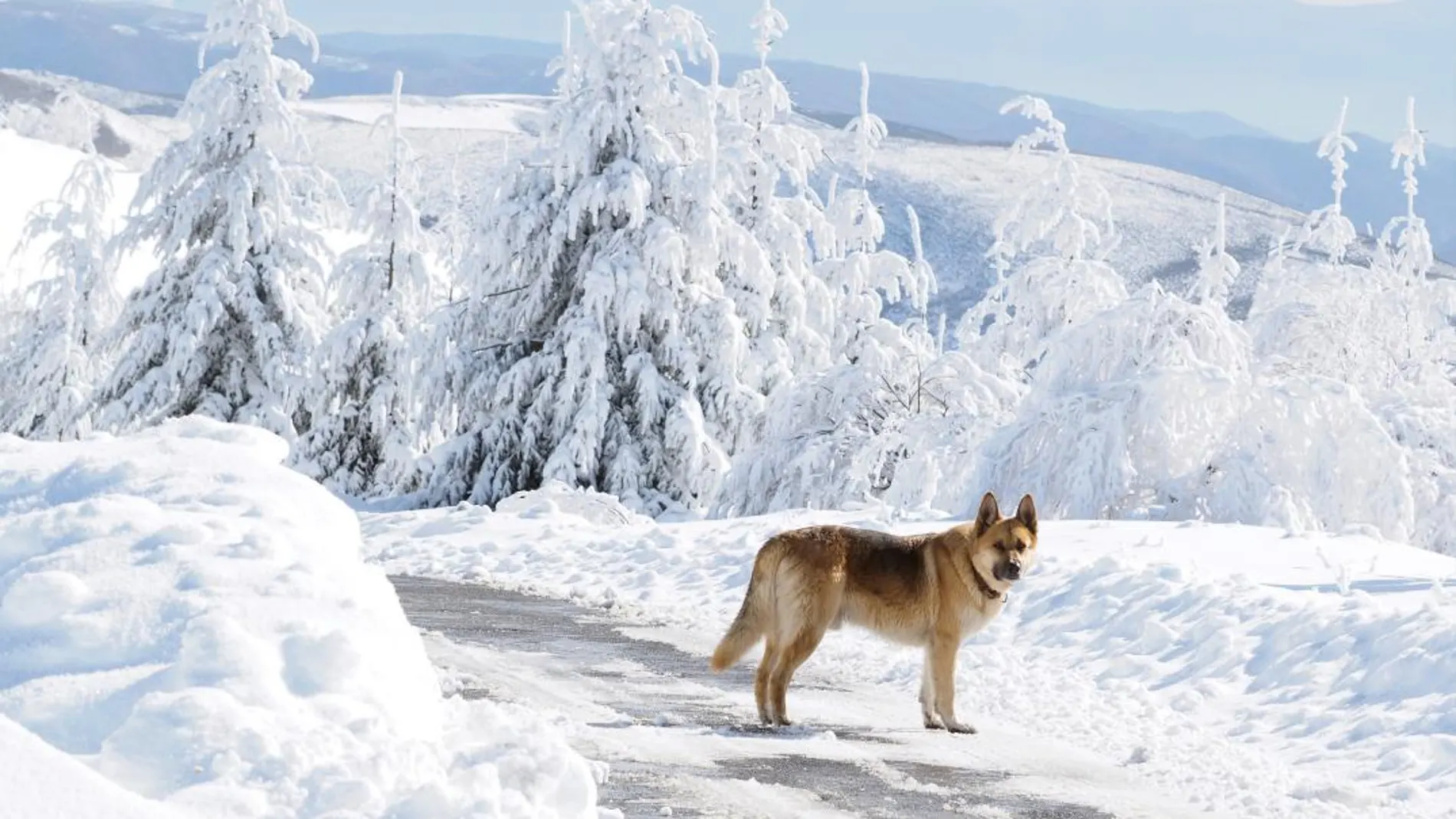 Un perro con los montes gallegos y leoneses de al fondo, en una carretera de acceso a la localidad de O Cebreiro