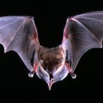 ¿Por qué los virus de murciélagos, como el coronavirus, son tan agresivos para los humanos?